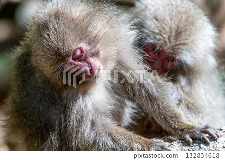 Yakuza monkey grooming World Natural Heritage Yakushima (Spring) Yakuza monkey grooming World Natural Heritage Yakushima (Spring) 132834618
