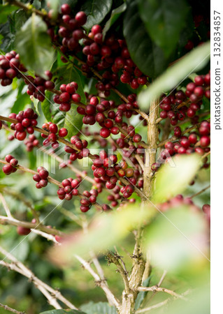 Farmer concept harvest fruit ripe coffee seed robusta arabica berry close up fresh green leaf bean picking orange crop red yellow berries raw plant tree farm growth blur background eco organic garden Farmer concept harvest fruit ripe coffee seed robusta arabica berry close up fresh green leaf bean picking orange crop red yellow berries raw plant tree farm growth blur background eco organic garden 132834857