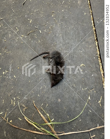 死老鼠 132834952