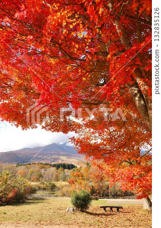 秋葉,伊森池塘,妙高高原 秋葉,伊森池塘,妙高高原 132835126
