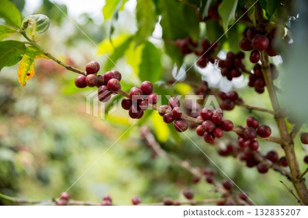 Farmer concept harvest fruit ripe coffee seed robusta arabica berry close up fresh green leaf bean picking orange crop red yellow berries raw plant tree farm growth blur background eco organic garden Farmer concept harvest fruit ripe coffee seed robusta arabica berry close up fresh green leaf bean picking orange crop red yellow berries raw plant tree farm growth blur background eco organic garden 132835207