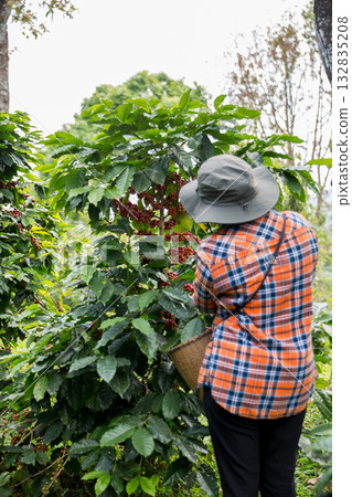 Farmer concept harvest hand ripe coffee seed robusta arabica berry close up fresh green leaf bean picking orange crop red yellow berries raw plant tree farm growth blur background eco organic garden Farmer concept harvest hand ripe coffee seed robusta arabica berry close up fresh green leaf bean picking orange crop red yellow berries raw plant tree farm growth blur background eco organic garden 132835208