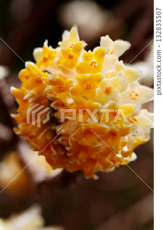 Mitumata花 132835507