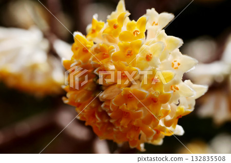 Mitumata花 Mitumata花 132835508