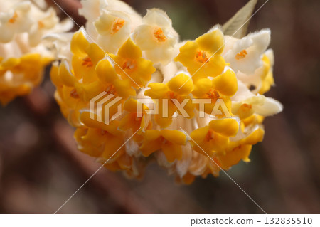 Mitumata flowers 132835510