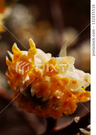 Mitumata flowers Mitumata flowers 132835516