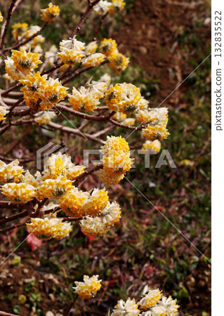 Mitumata花 132835522