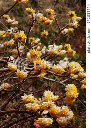 Mitumata花 132835524