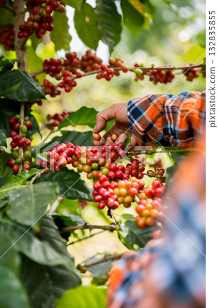 Farmer concept harvest hand ripe coffee seed robusta arabica berry close up fresh green leaf bean picking orange crop red yellow berries raw plant tree farm growth blur background eco organic garden Farmer concept harvest hand ripe coffee seed robusta arabica berry close up fresh green leaf bean picking orange crop red yellow berries raw plant tree farm growth blur background eco organic garden 132835855