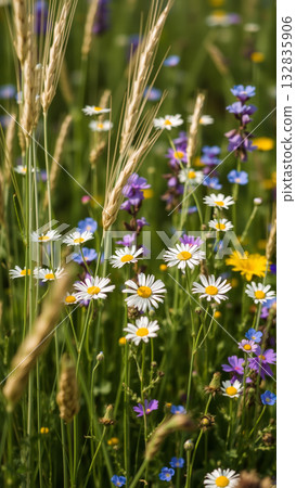 A variety of meadow flowers bloom in a summer field 132835906