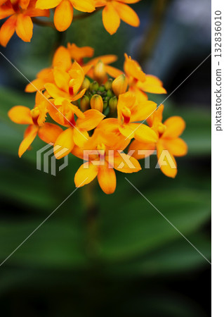 Epidendrum flowers Epidendrum flowers 132836010