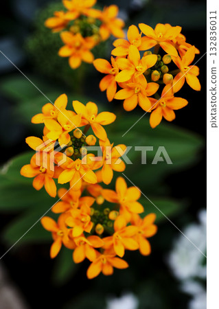 Epidendrum花 132836011