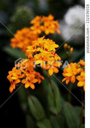 Epidendrum flowers 132836016