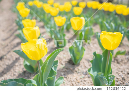 小區花壇裡鮮花盛開 132836422