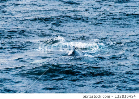 Detail of a humpback dorsal fin and blow hole 132836454