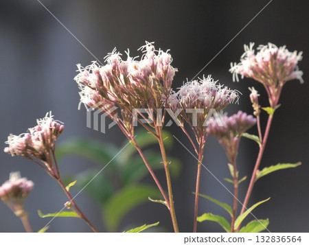 Fuji Bakama Flower Fuji Bakama Flower 132836564