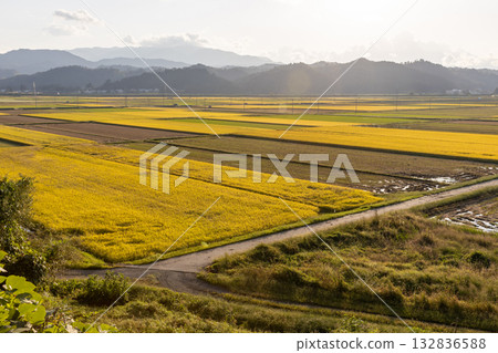 收成時稻穗 品種:津屋姬 收成時稻穗 品種:津屋姬 132836588