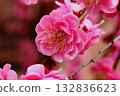 Plum blossom  132836623