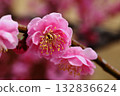 Plum blossom  132836624