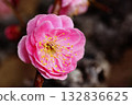 Plum blossom  132836625