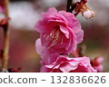 Plum blossom  132836626