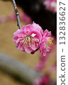 Plum blossom  132836627