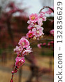 Plum blossom  132836629