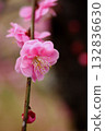 Plum blossom  132836630