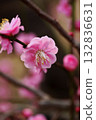 Plum blossom  132836631