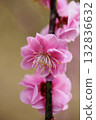 Plum blossom  132836632