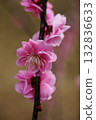 Plum blossom  132836633