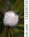 Protea 132836710