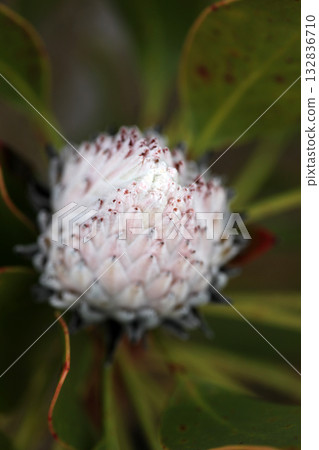 普羅蒂亞 132836710