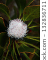 Protea 132836711