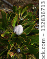 Protea 132836713