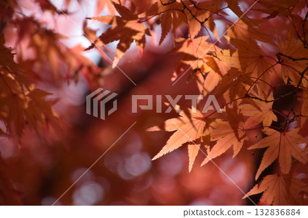 Maple leaves / Maple leaves at their peak of autumn color - Watermarked shot in backlight (telephoto zoom shot) 132836884
