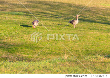 Greylag geese (Anser anser) on the green grass 132836994