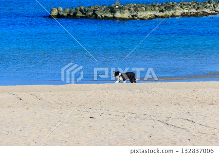 Border collie dog running at the sand beach Border collie dog running at the sand beach 132837006