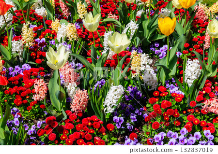 Colorful beautiful spring flowers on flowerbed in the garden Colorful beautiful spring flowers on flowerbed in the garden 132837019