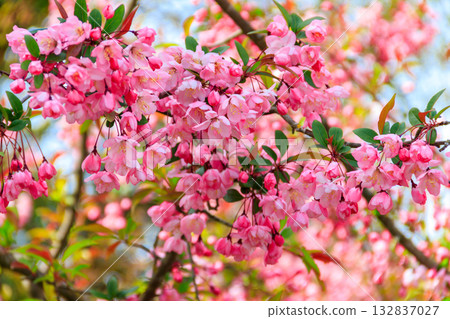 Pink blossoming cherry tree in garden at spring 132837027