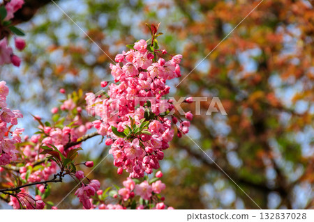 Pink blossoming cherry tree in garden at spring 132837028