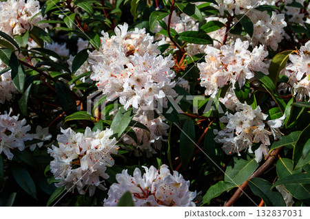 Beautiful blooming tree rhododendron (Rhododendron arboreum) in the botanical garden Beautiful blooming tree rhododendron (Rhododendron arboreum) in the botanical garden 132837031