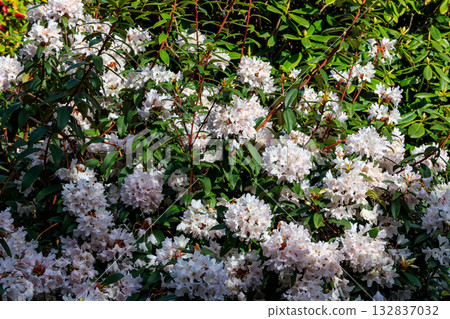 Beautiful blooming tree rhododendron (Rhododendron arboreum) in the botanical garden Beautiful blooming tree rhododendron (Rhododendron arboreum) in the botanical garden 132837032