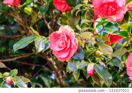 Beautiful blooming camellia tree in park Beautiful blooming camellia tree in park 132837033