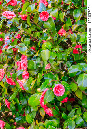 Beautiful blooming camellia tree in park 132837034