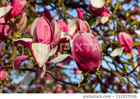 Beautiful blooming pink magnolia tree in park 132837036