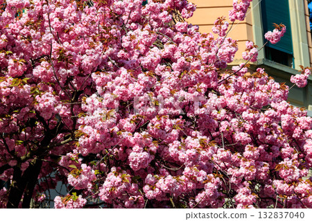 Pink blossoming sakura tree in garden at spring Pink blossoming sakura tree in garden at spring 132837040