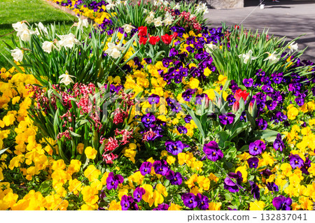 Colorful beautiful spring flowers on flowerbed in the garden 132837041