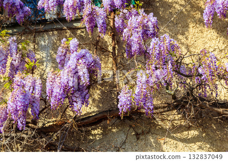 Flowering violet wisteria creeper on the wall Flowering violet wisteria creeper on the wall 132837049
