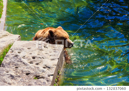 Bear in Bear Pit in Bern, Switzerland. Bear is a symbol of Bern city 132837060
